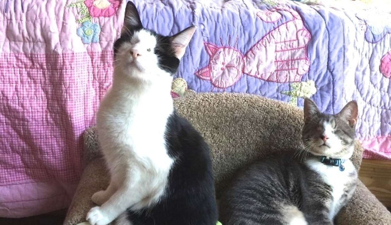 Blind Cat Finds A Home With Other Cats Exactly Like Her - The Dodo