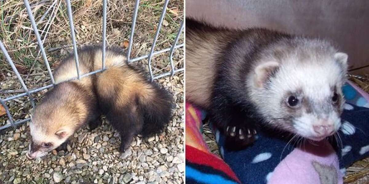 Ferret Gets Stuck. Turns Around. Gets Stuck Even More. The Dodo