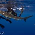 Dusky Shark Rescue with Epic Diving