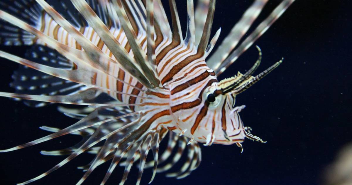 lionfish eating