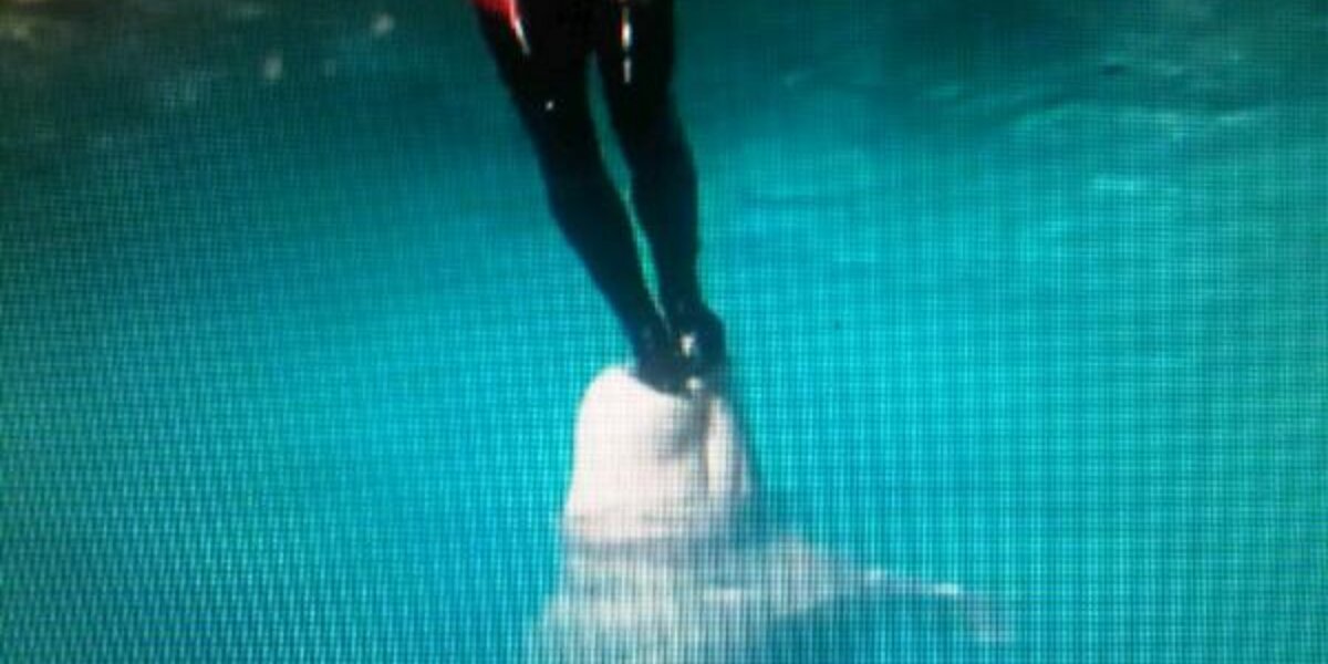 Belugas have a sensitive echolocation organ at the front of their melon