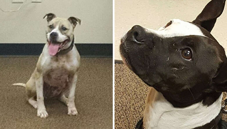 These Cops Are So Proud Their Newest K9s Are Rescue Pit Bulls - The Dodo