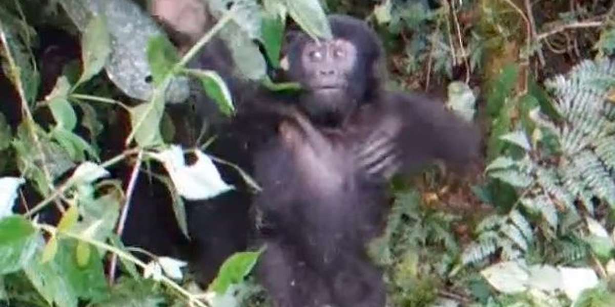 Watch This Baby Gorilla Try To Pound His Chest For The First Time The