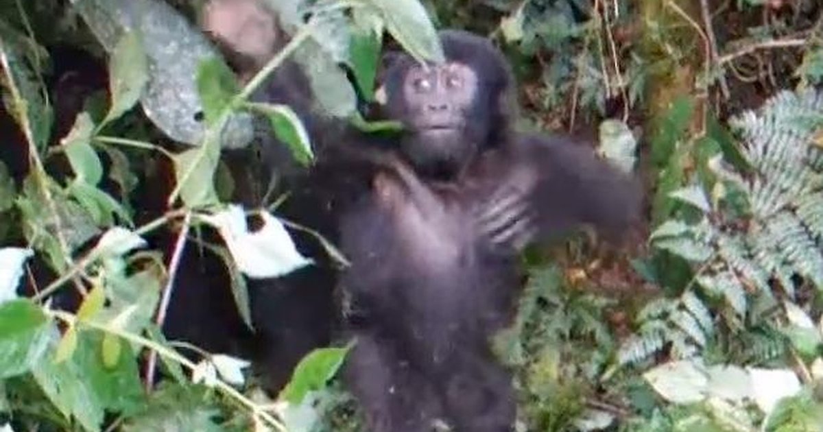 Watch This Baby Gorilla Try To Pound His Chest For The First Time The