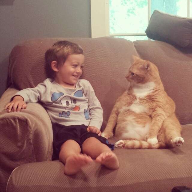 11 Cats Who Totally Understand Being Introverted - The Dodo