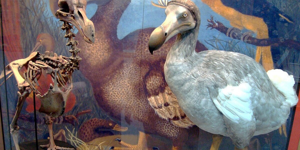 Life cycle of the mysterious and long-dead dodo revealed by bone