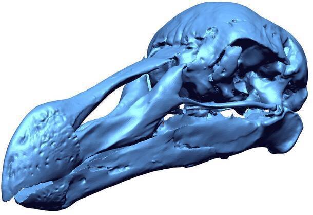 Long-Lost Bird Brought Back To Life In 3-D For First Time Ever