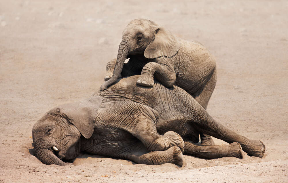30 Elephants Die In Brutal, 2-Week Slaughter - The Dodo