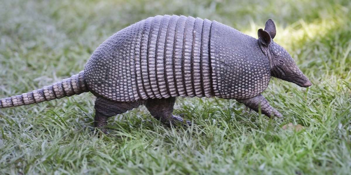 Armadillo Gets Shot, Bounces Bullet Right Back Into His Shooter's Head