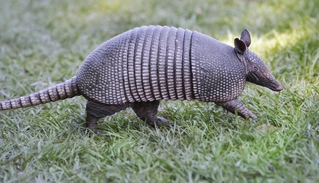 Armadillo Gets Shot, Bounces Bullet Right Back Into His Shooter's Head ...