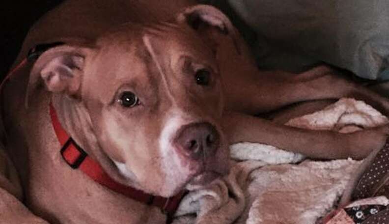 Senior Dog Dumped Because His Owner Got A New Carpet - The Dodo