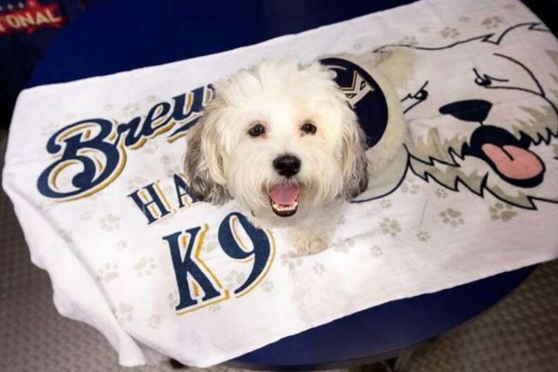 Brewers' Hank named Dog of the Year