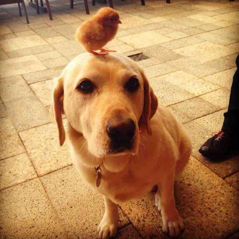 20 Dogs Who Are Total Chick Magnets - The Dodo