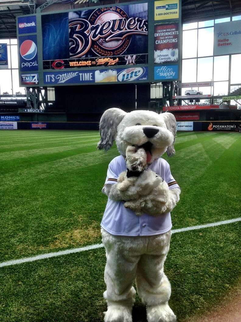 Brewers new mascot dog Hank chews on Cubs toy