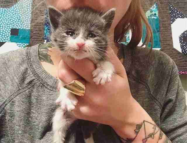 Woman Has The Best Job Ever — Rescuing The Tiniest Kittens The Dodo