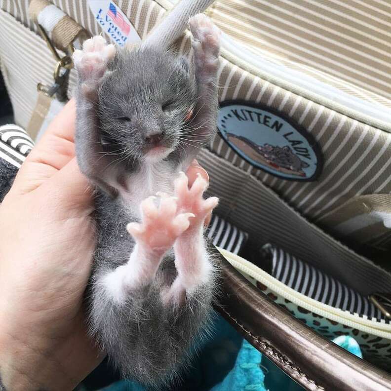 Kitten lady hot sale bottle feeding