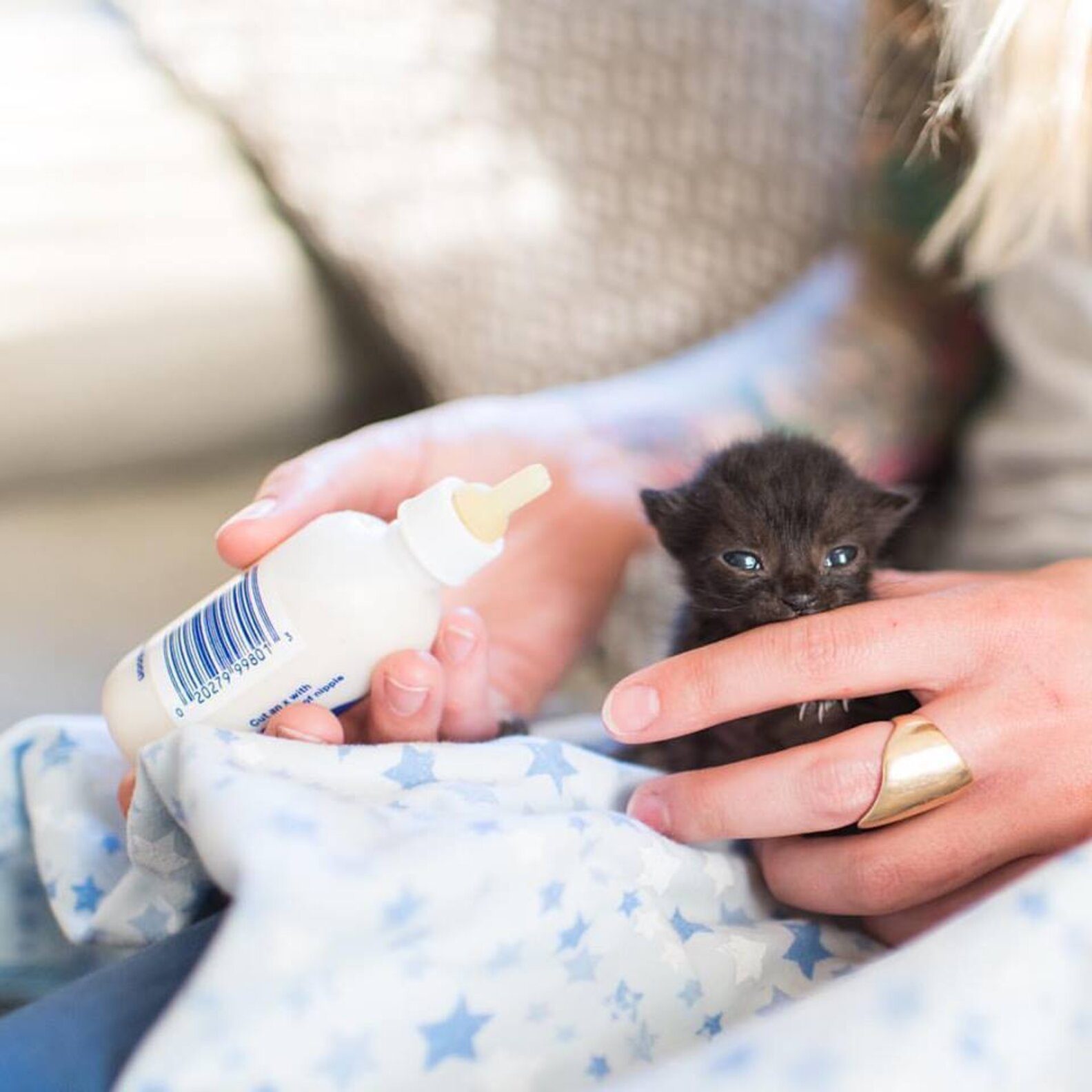 Woman Has The Best Job Ever — Rescuing The Tiniest Kittens - The Dodo