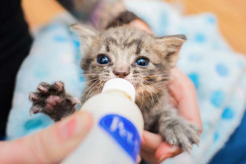 Woman Has The Best Job Ever Rescuing The Tiniest Kittens The Dodo