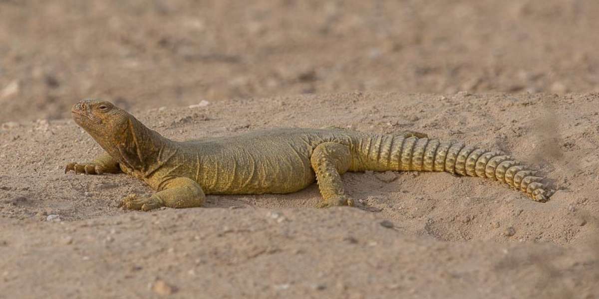 Saudi Wildlife Officials To Poachers: Killing Lizards Is 