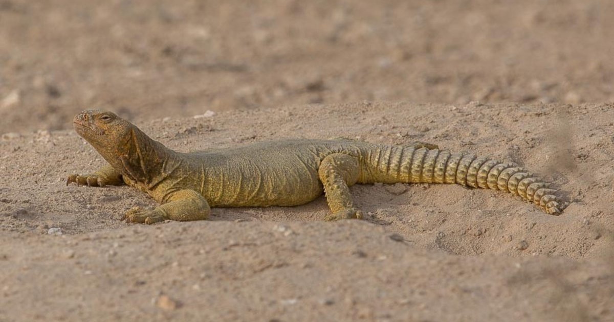 Saudi Wildlife Officials To Poachers Killing Lizards Is "Terrorism