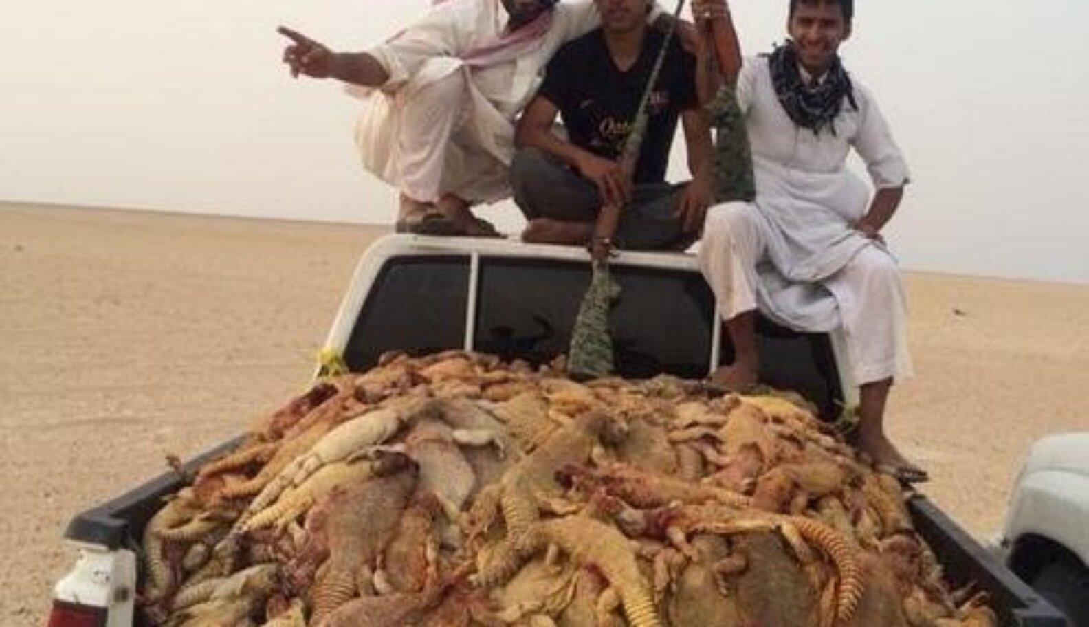 Saudi Wildlife Officials To Poachers Killing Lizards Is "Terrorism