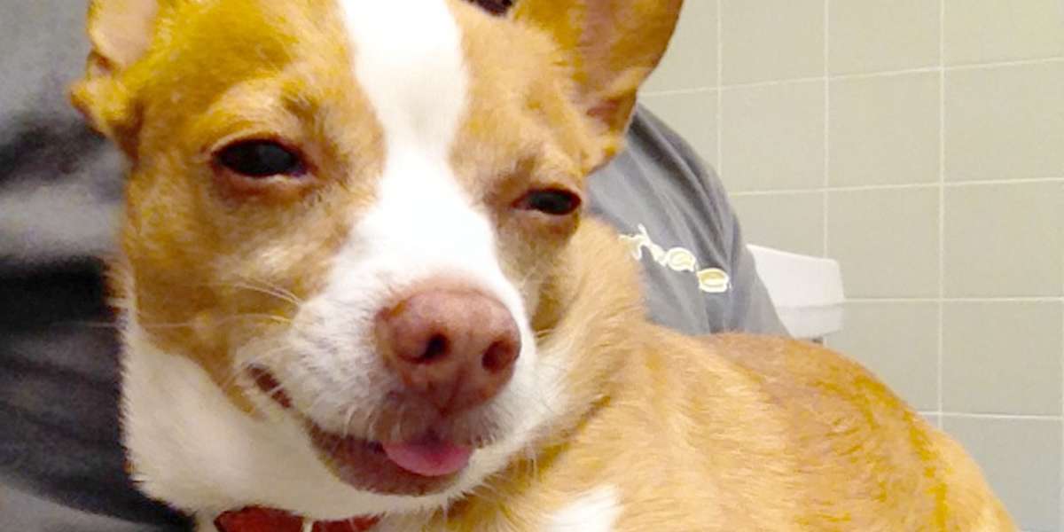 Family Does Exactly The Right Thing To Help Their Stoned Chihuahua