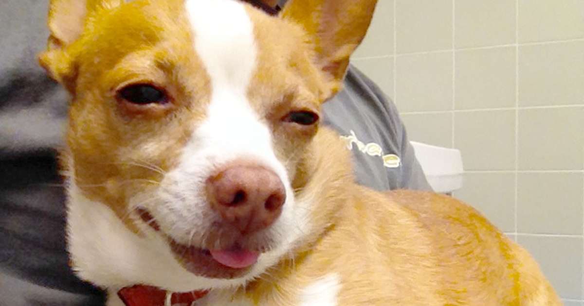 Family Does Exactly The Right Thing To Help Their Stoned Chihuahua