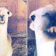 Llama Can't Stop Smiling Now That He's Found A Family