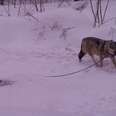 Wolf Dog Spent 2 Years Chained Up Before Someone Came To Save Him