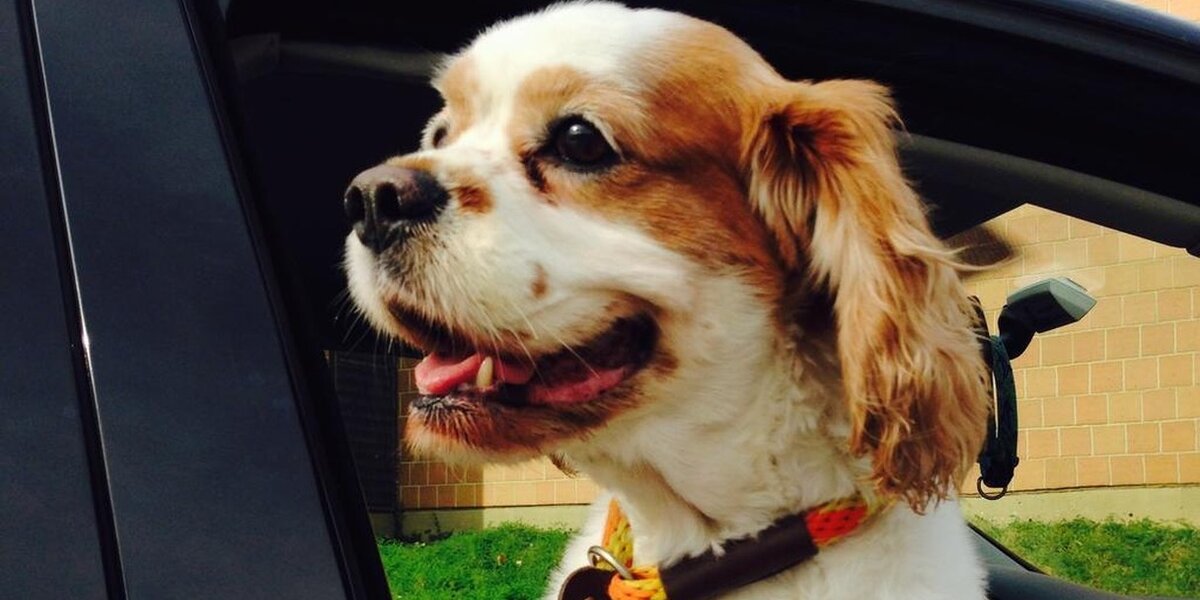 15 Newly Adopted Dogs Show Pure Joy On Ride Home From Shelter - The Dodo