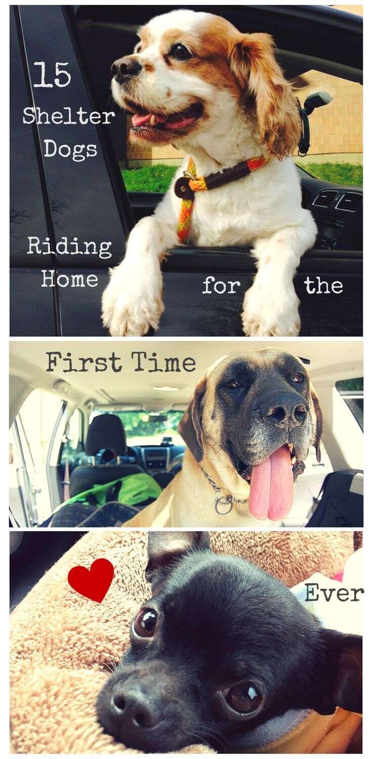 15 Newly Adopted Dogs Show Pure Joy On Ride Home From Shelter - The Dodo