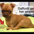 Tiny Rescue Puppy Born Without Front Legs Will Wheel Her Way Into Your Heart