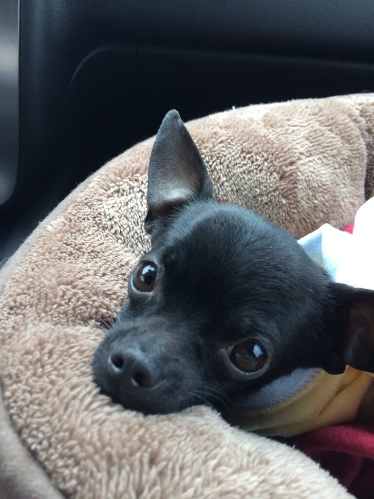 15 Newly Adopted Dogs Show Pure Joy On Ride Home From Shelter - The Dodo