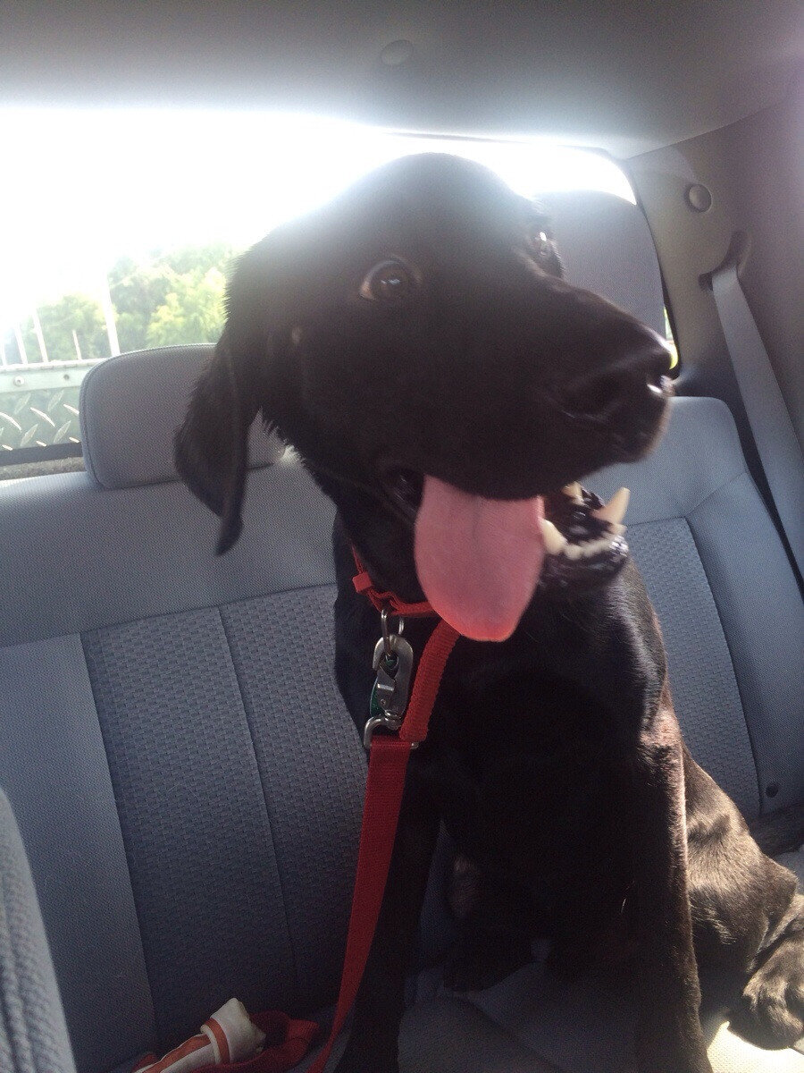 15 Newly Adopted Dogs Show Pure Joy On Ride Home From Shelter - The Dodo