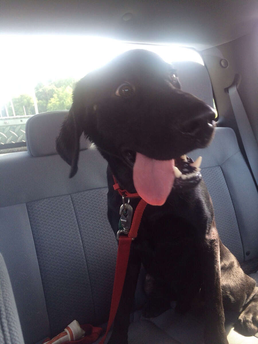 15 Newly Adopted Dogs Show Pure Joy On Ride Home From Shelter - The Dodo