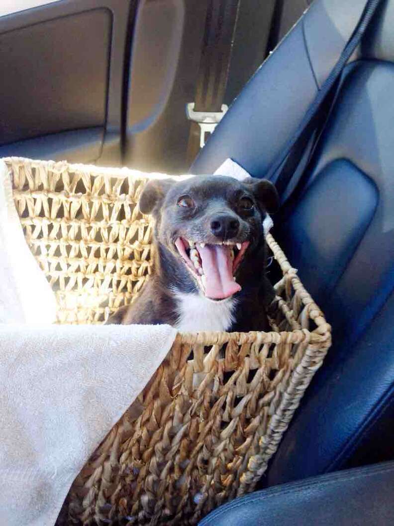 15 Newly Adopted Dogs Show Pure Joy On Ride Home From Shelter - The Dodo