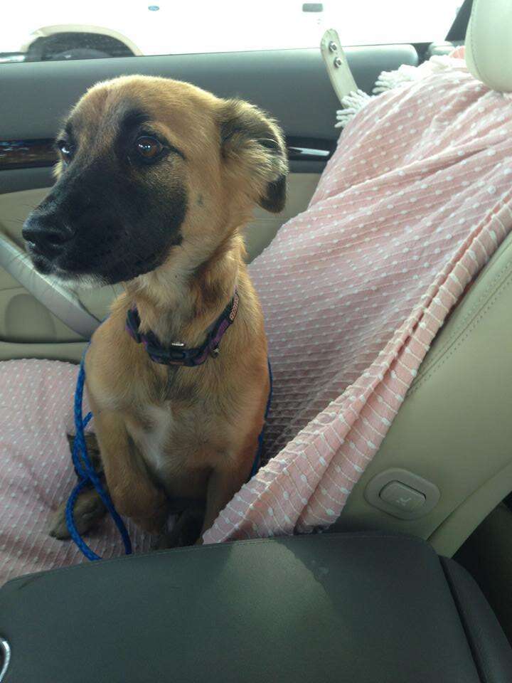 15 Newly Adopted Dogs Show Pure Joy On Ride Home From Shelter - The Dodo