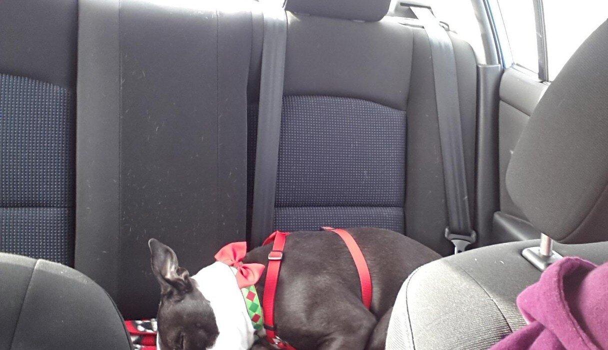 15 Newly Adopted Dogs Show Pure Joy On Ride Home From Shelter - The Dodo