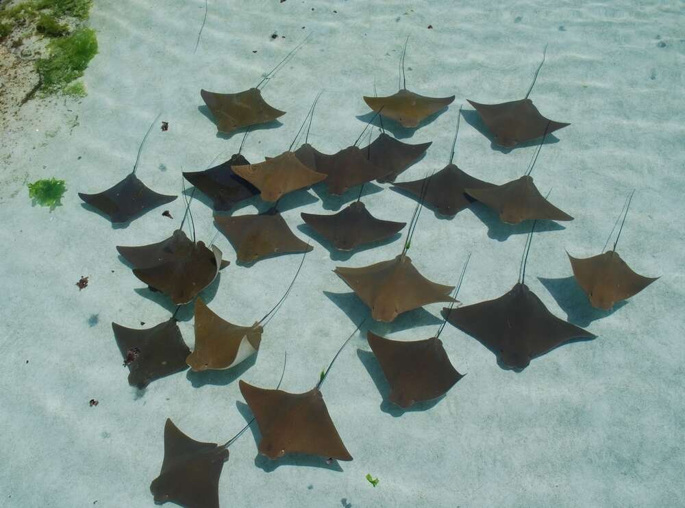 cownose rays