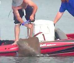 Ray killing in Chesapeake Bay