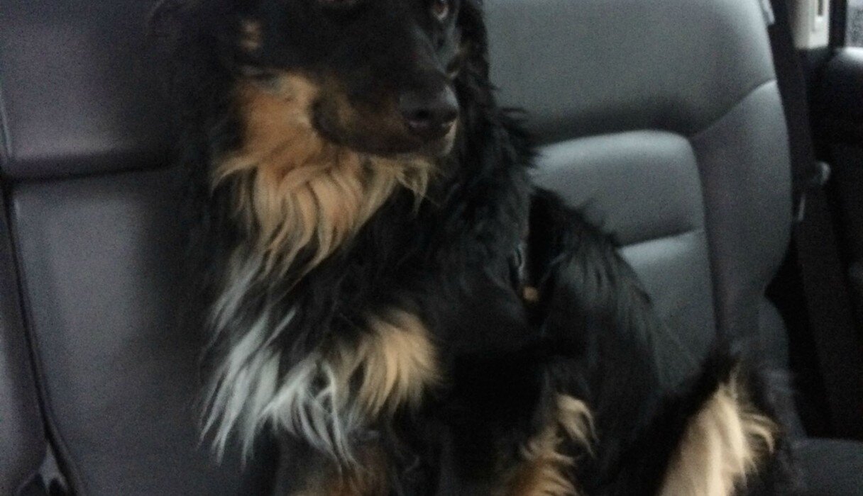 15 Newly Adopted Dogs Show Pure Joy On Ride Home From Shelter - The Dodo