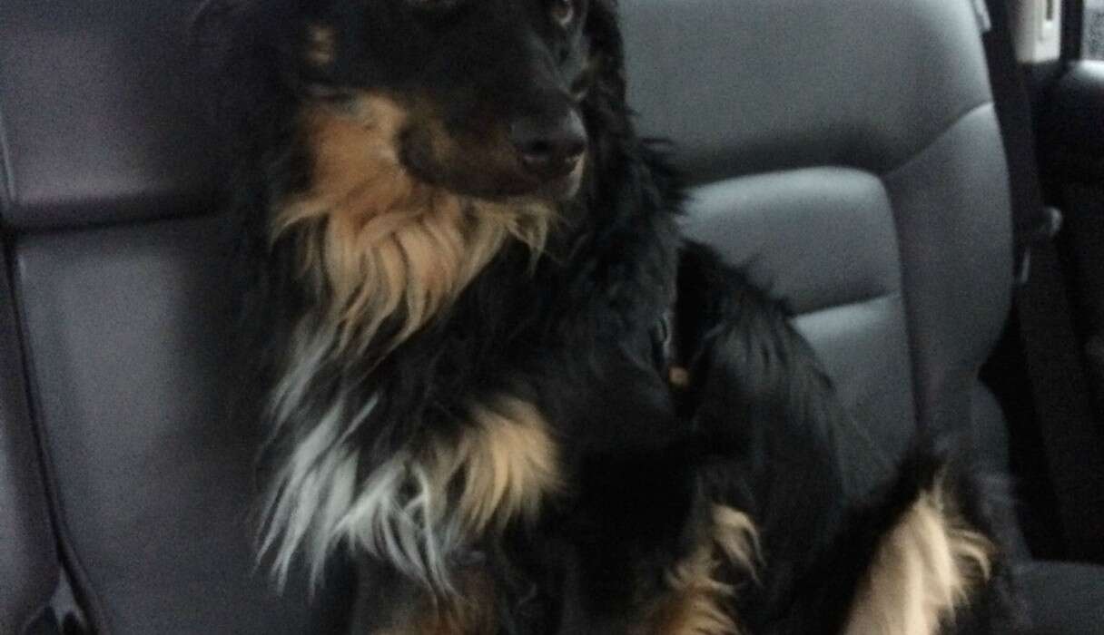 15 Newly Adopted Dogs Show Pure Joy On Ride Home From Shelter - The Dodo