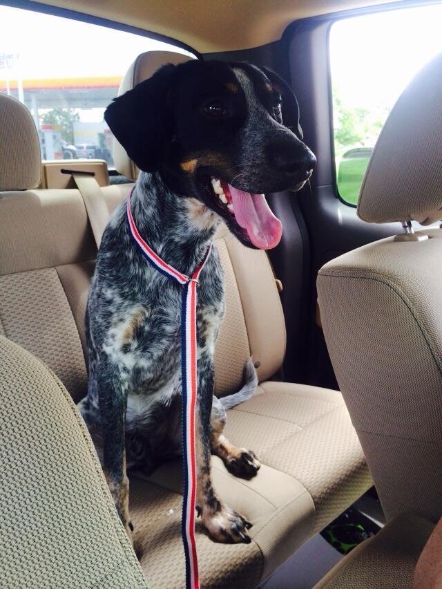 15 Newly Adopted Dogs Show Pure Joy On Ride Home From Shelter - The Dodo