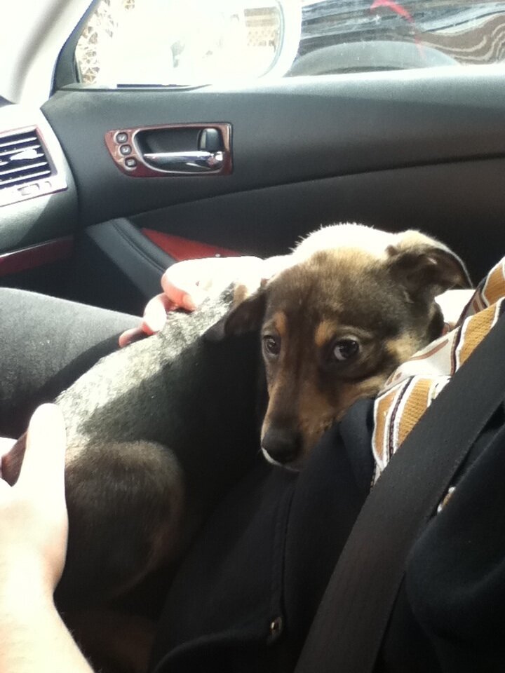 15 Newly Adopted Dogs Show Pure Joy On Ride Home From Shelter - The Dodo