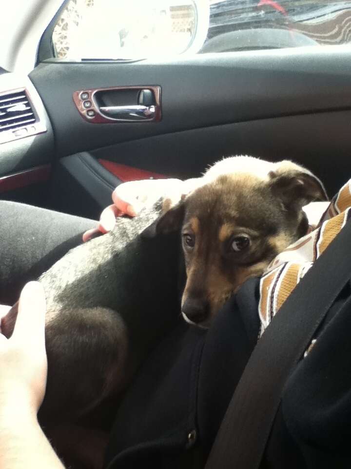 15 Newly Adopted Dogs Show Pure Joy On Ride Home From Shelter - The Dodo
