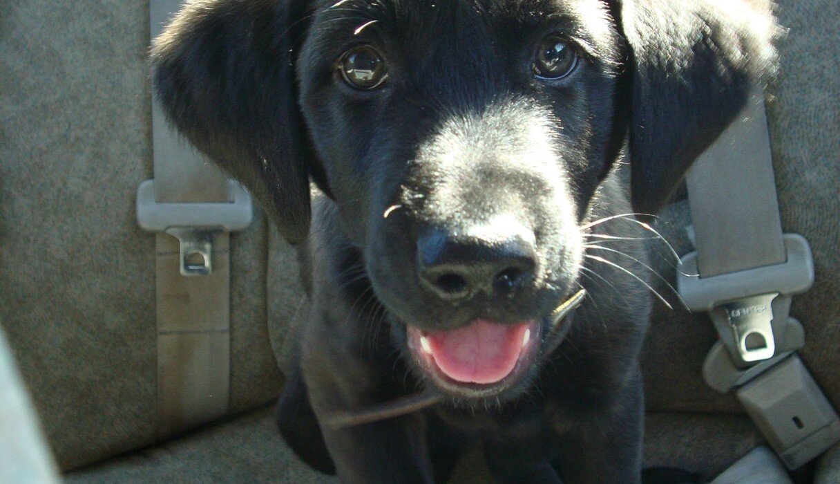 15 Newly Adopted Dogs Show Pure Joy On Ride Home From Shelter - The Dodo