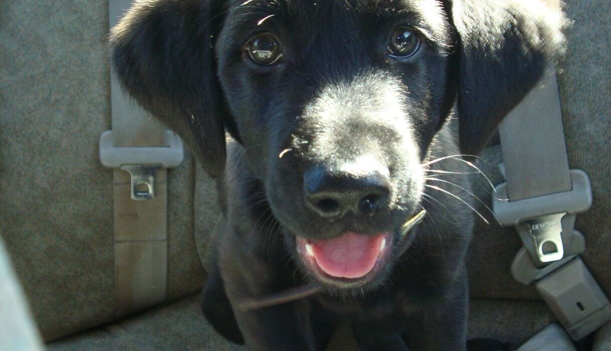 15 Newly Adopted Dogs Show Pure Joy On Ride Home From Shelter - The Dodo