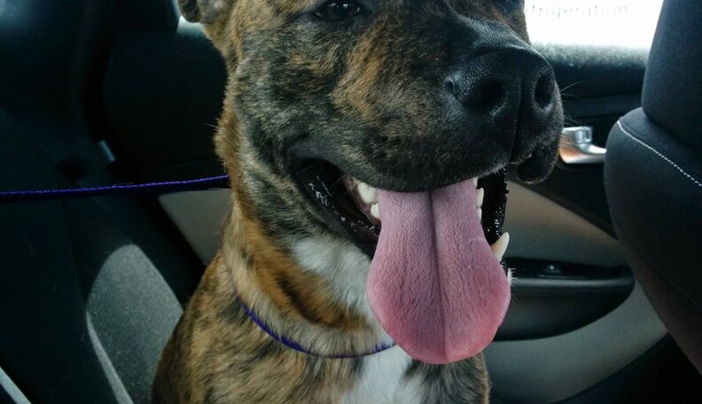 15 Newly Adopted Dogs Show Pure Joy On Ride Home From Shelter - The Dodo