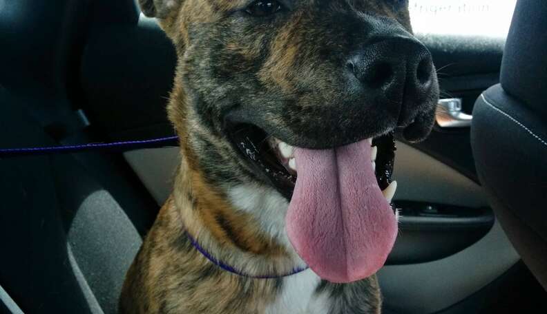 15 Newly Adopted Dogs Show Pure Joy On Ride Home From Shelter - The Dodo