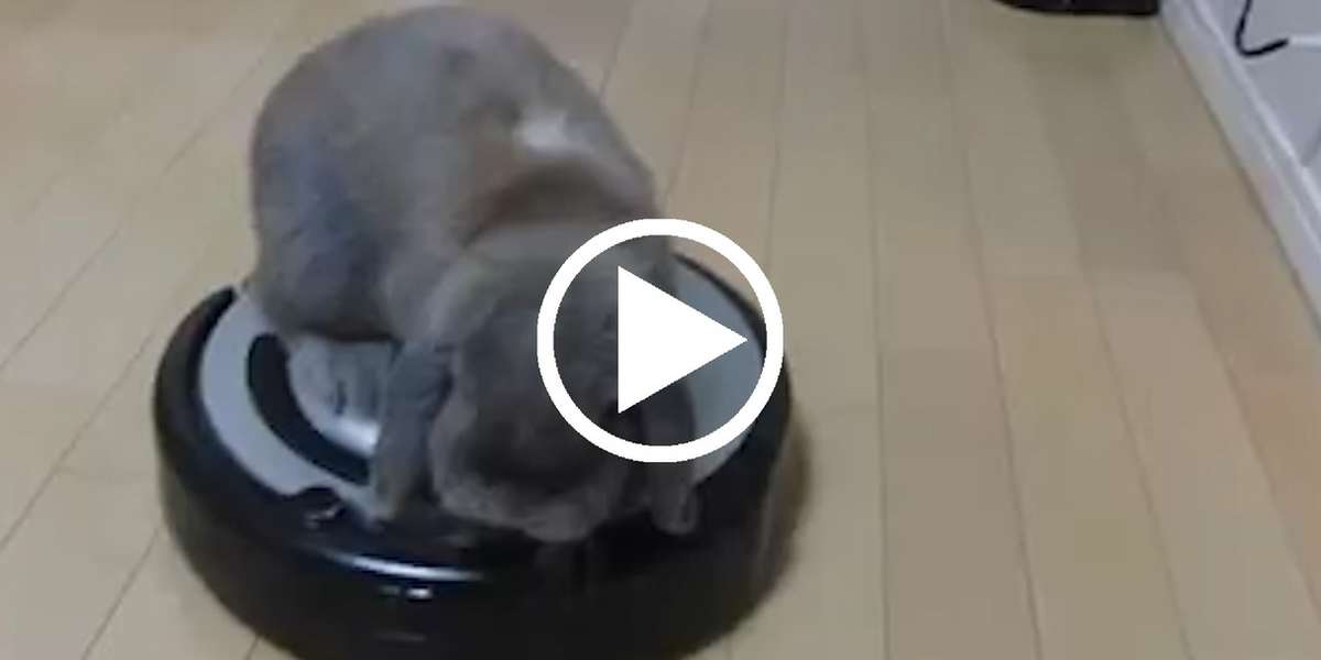 Rabbits Riding Roombas - The Dodo